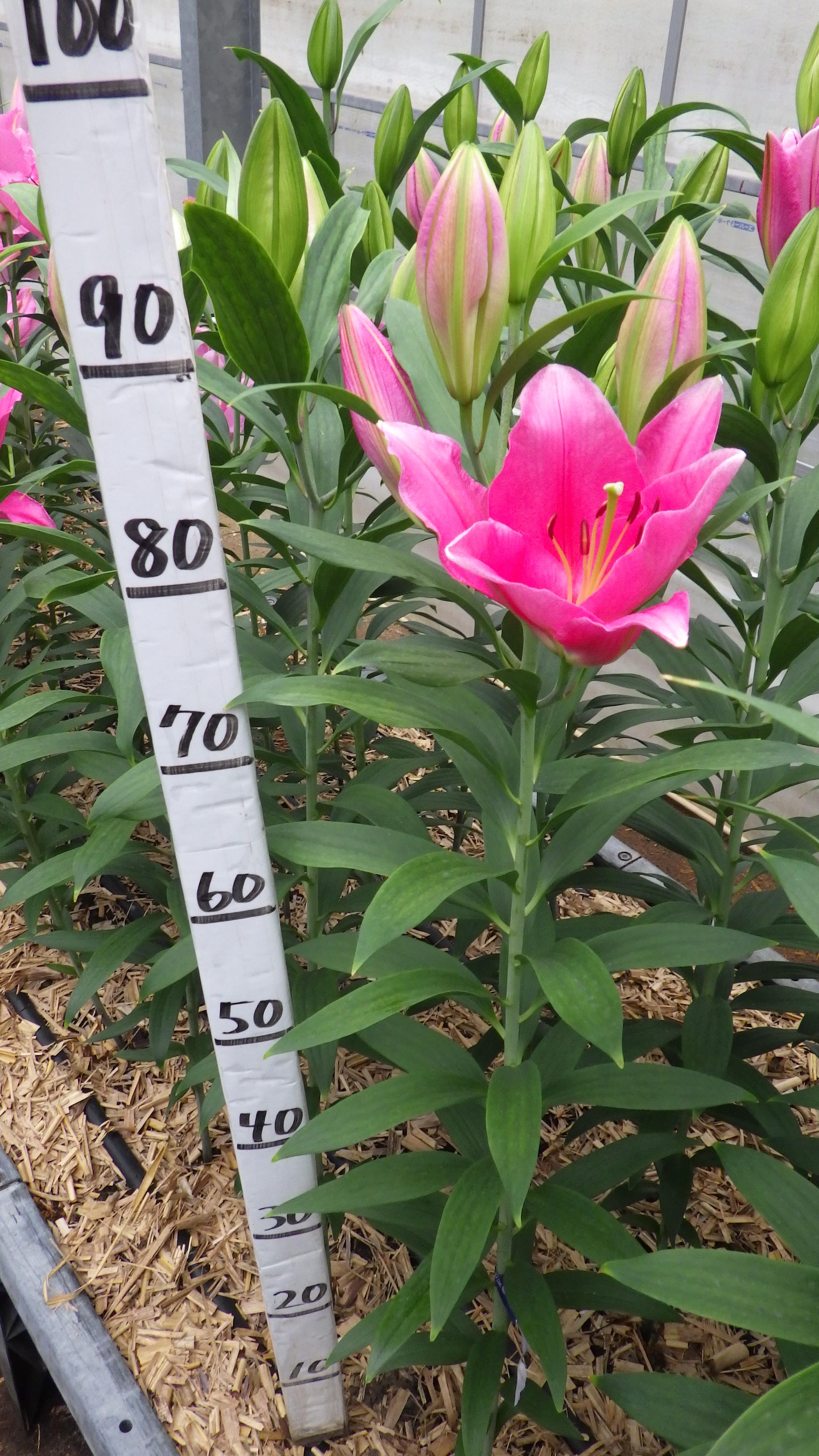 リバーベイ（花粉無し）